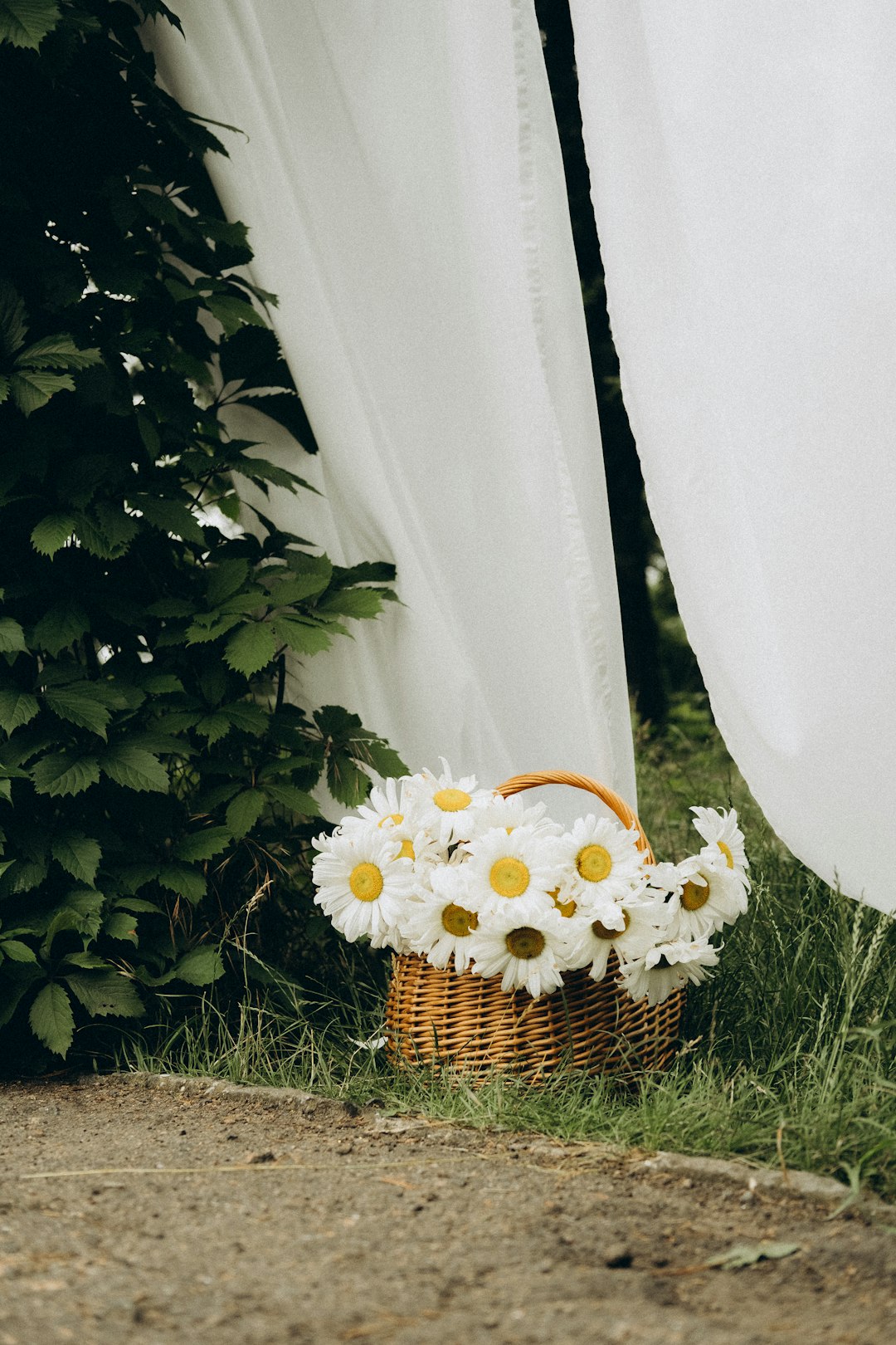 white daisy flowers in brown woven basket