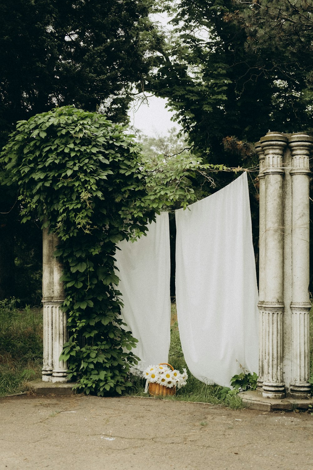 green plant beside white concrete wall