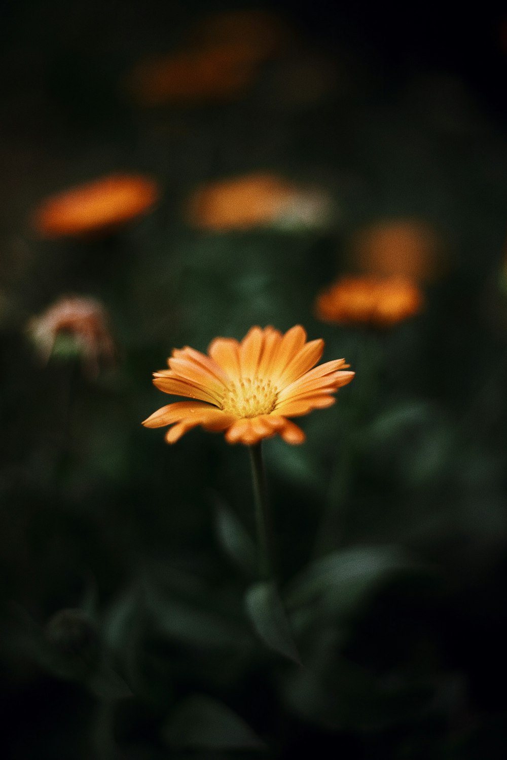 yellow flower in tilt shift lens