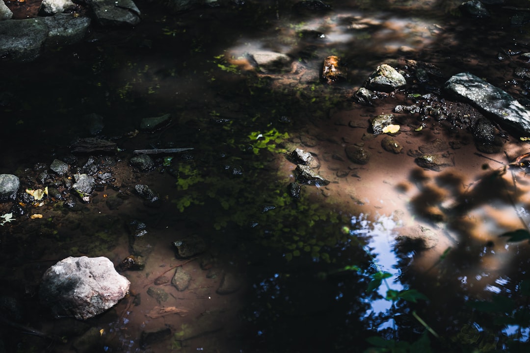 brown and black stones on water