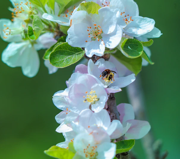 Close-up of delicate spring annuals attracting bees and butterflies amidst fresh green leaves.