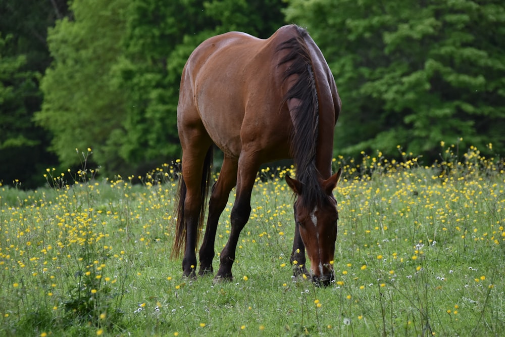 brown horse on green grass field during daytime