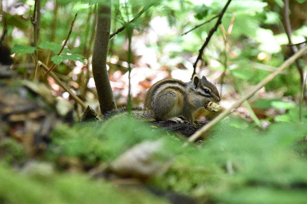 brown squirrel on green moss during daytime