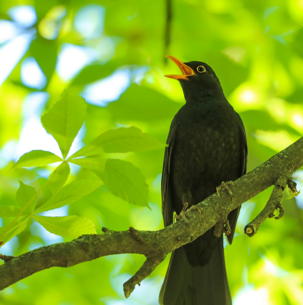 black bird on tree branch during daytime