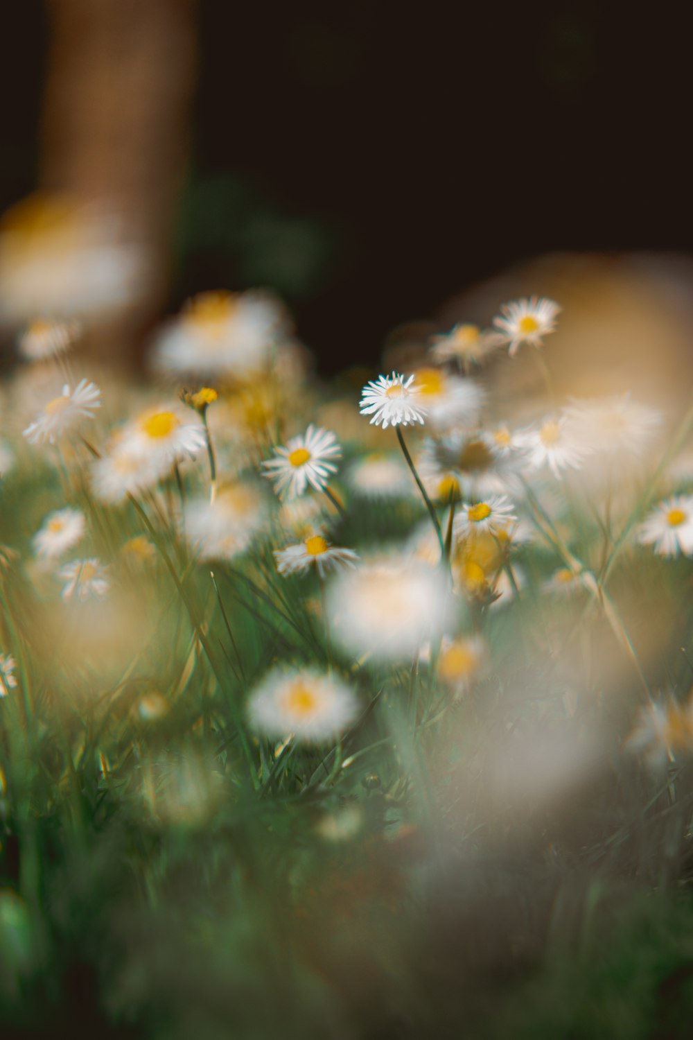 white and yellow daisy flowers