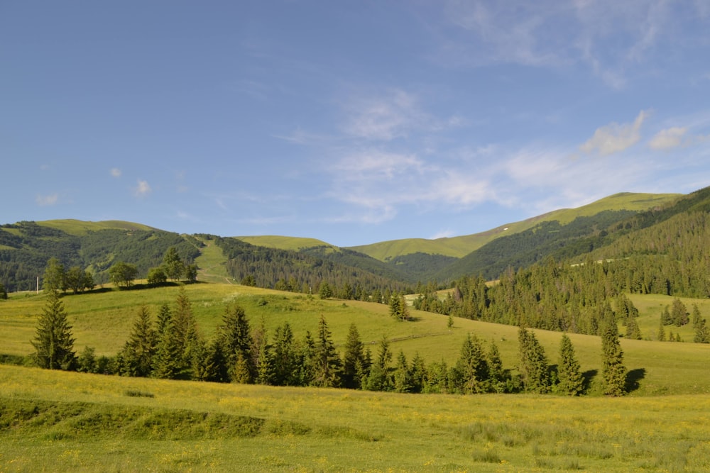 green trees on green grass field during daytime