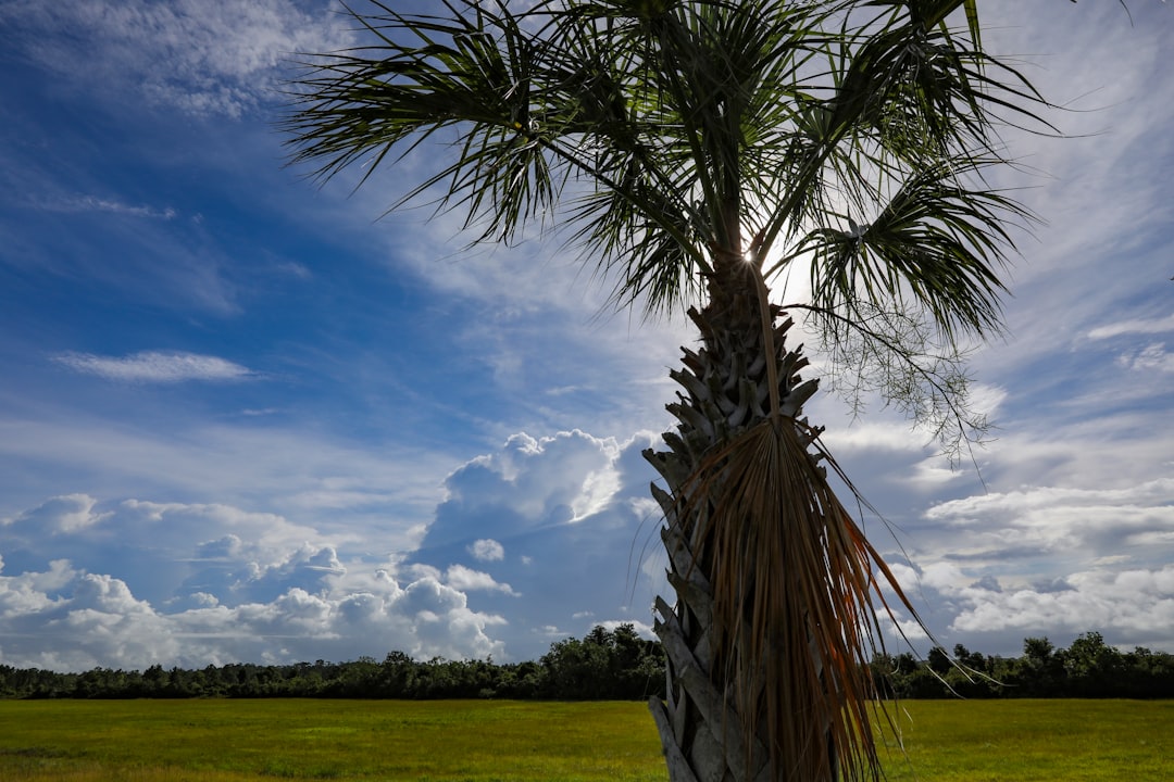 green palm tree on green grass field under blue and white cloudy sky during daytime