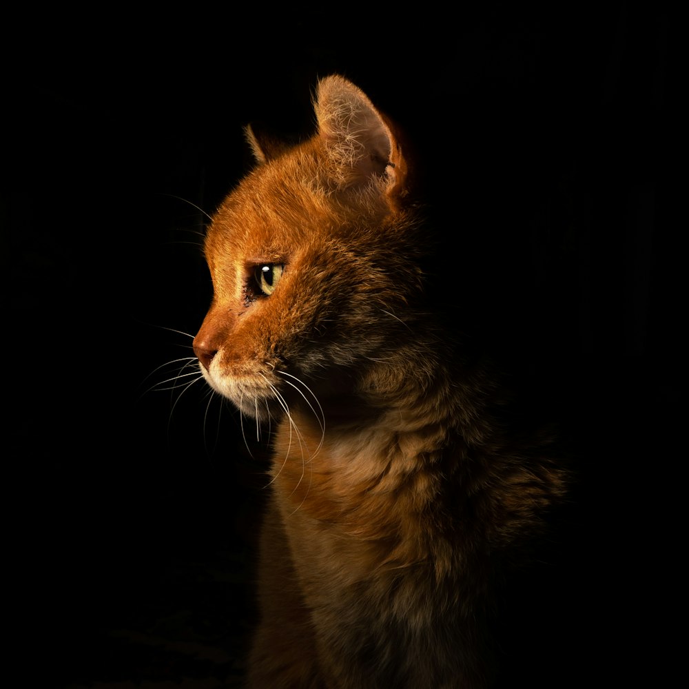 黒い背景にオレンジ色のぶち猫