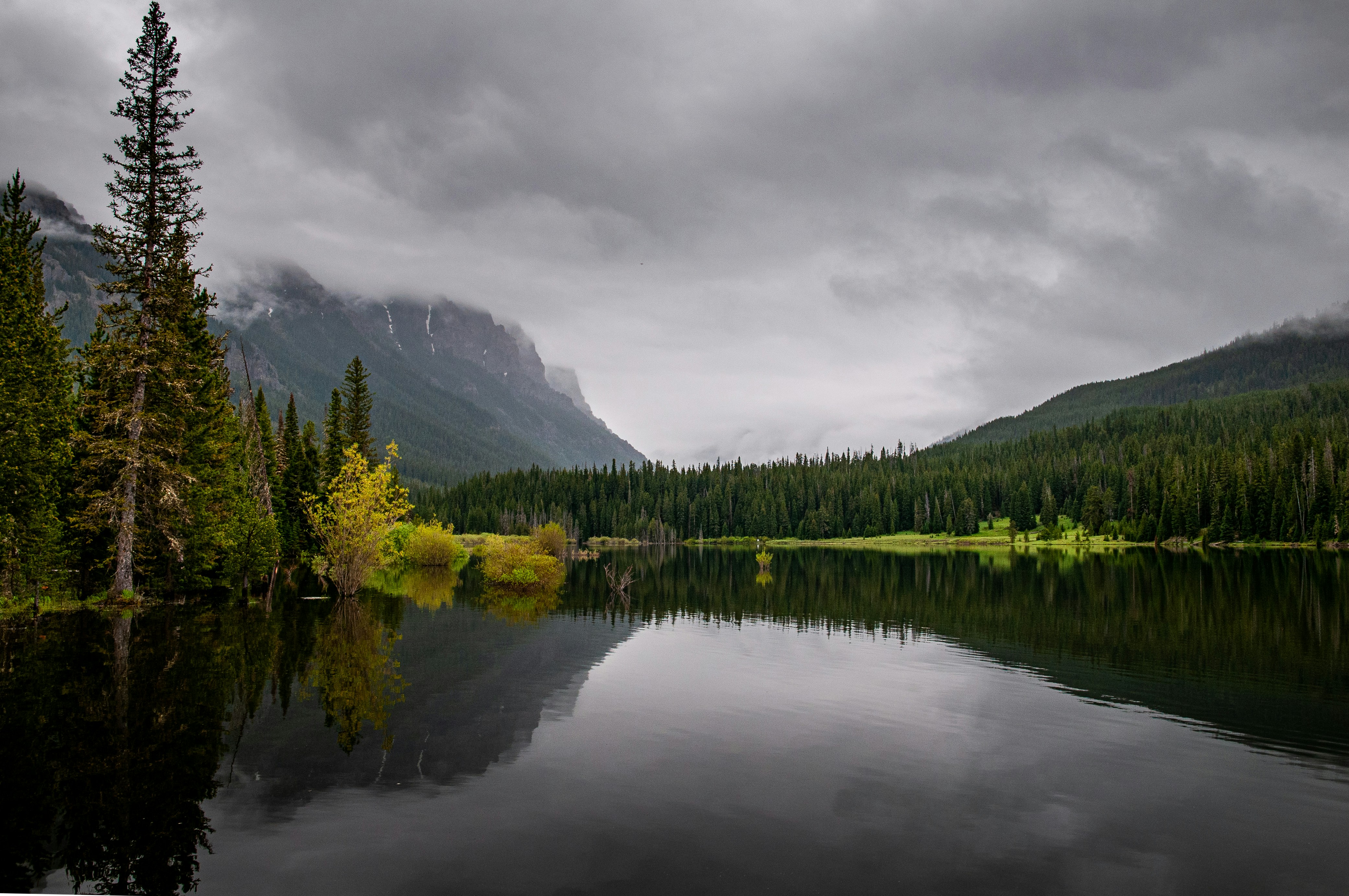昼間の曇り空の下、湖畔の緑の木々