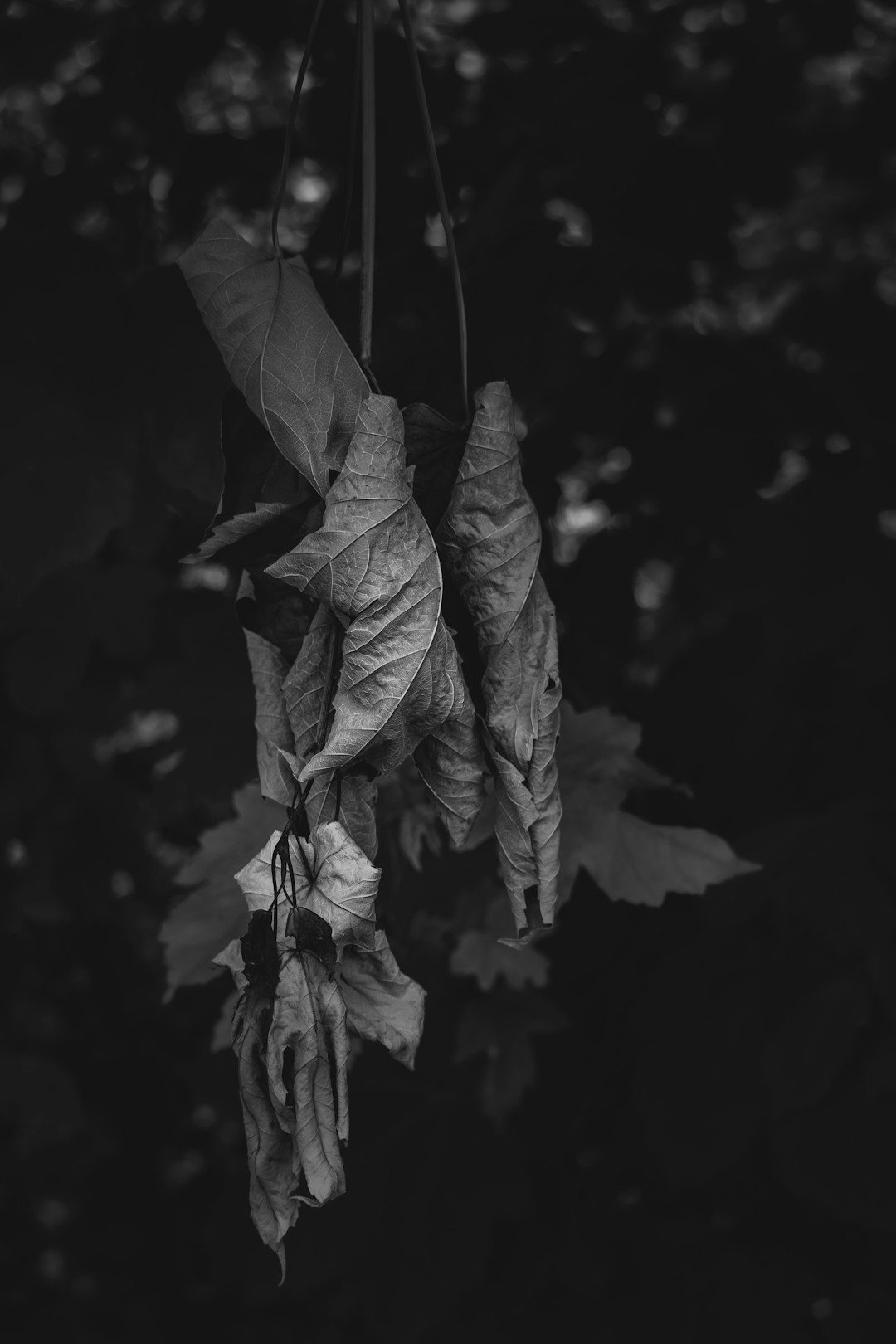 grayscale photo of maple leaf