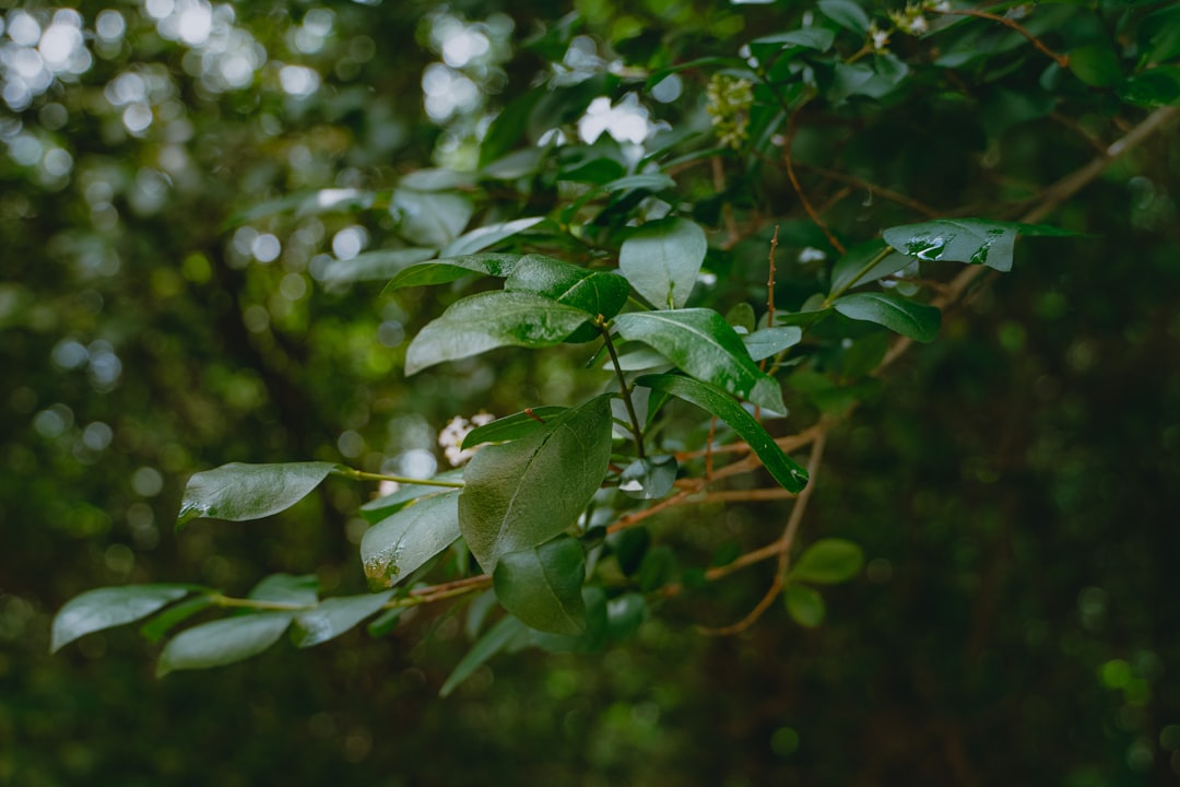 green leaves in tilt shift lens