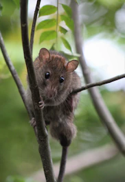 brown rodent on tree branch