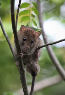 brown rodent on tree branch