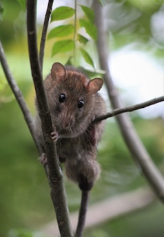 brown rodent on tree branch