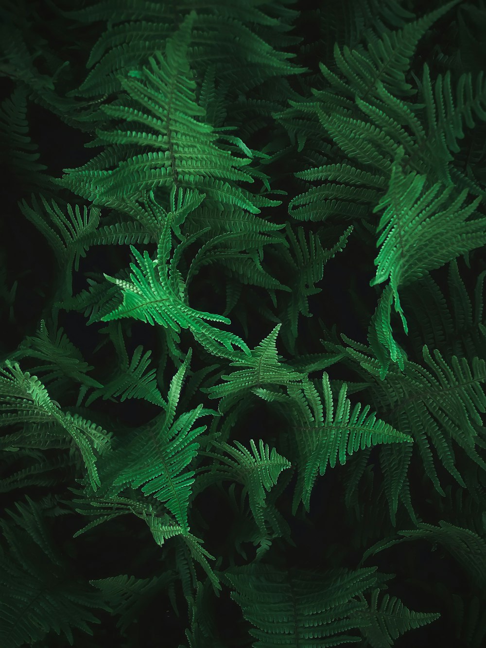 feuilles de pin vert en gros plan