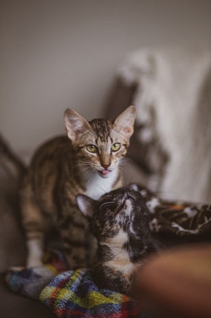 brown tabby cat on brown wooden table