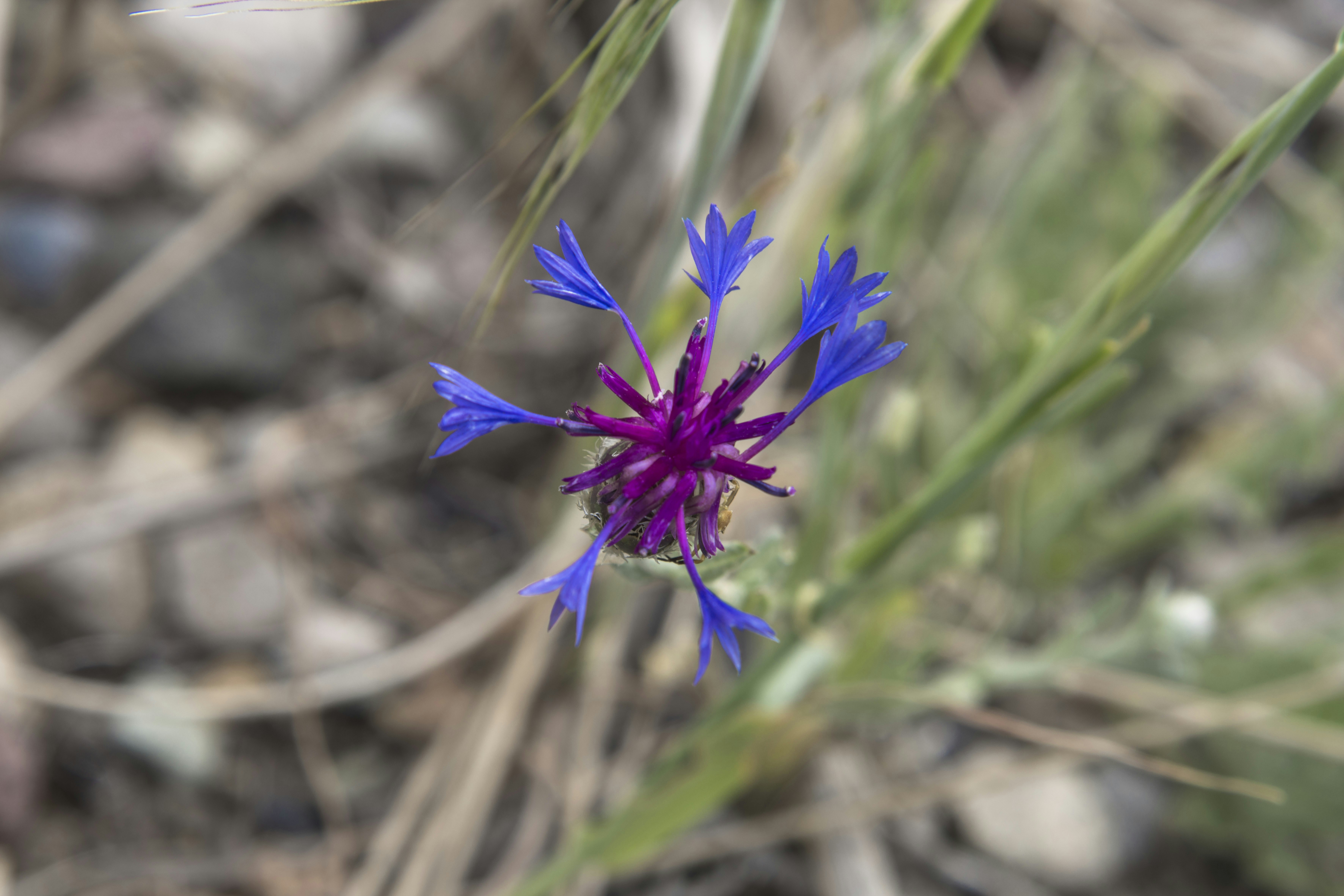 Photo by javad_esmaeili