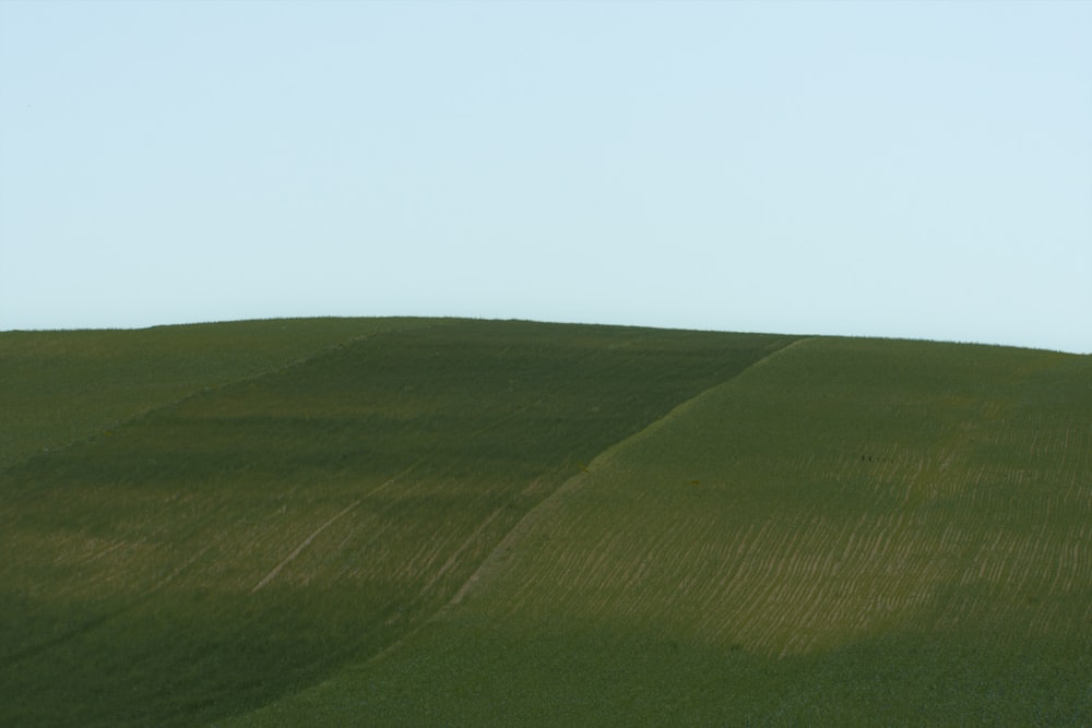 green grass field under white sky during daytime