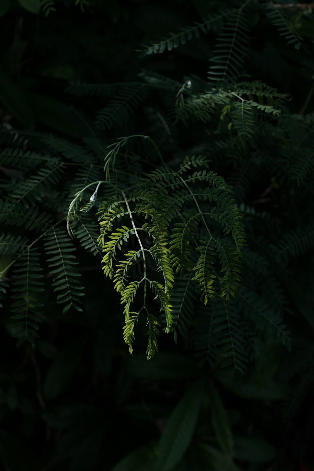 green fern plant in close up photography