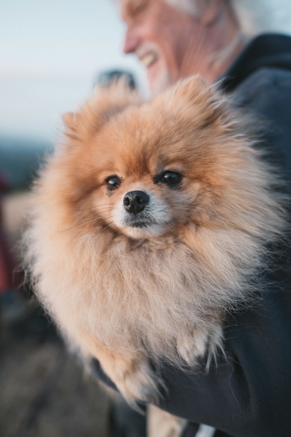 brown pomeranian puppy on focus photo