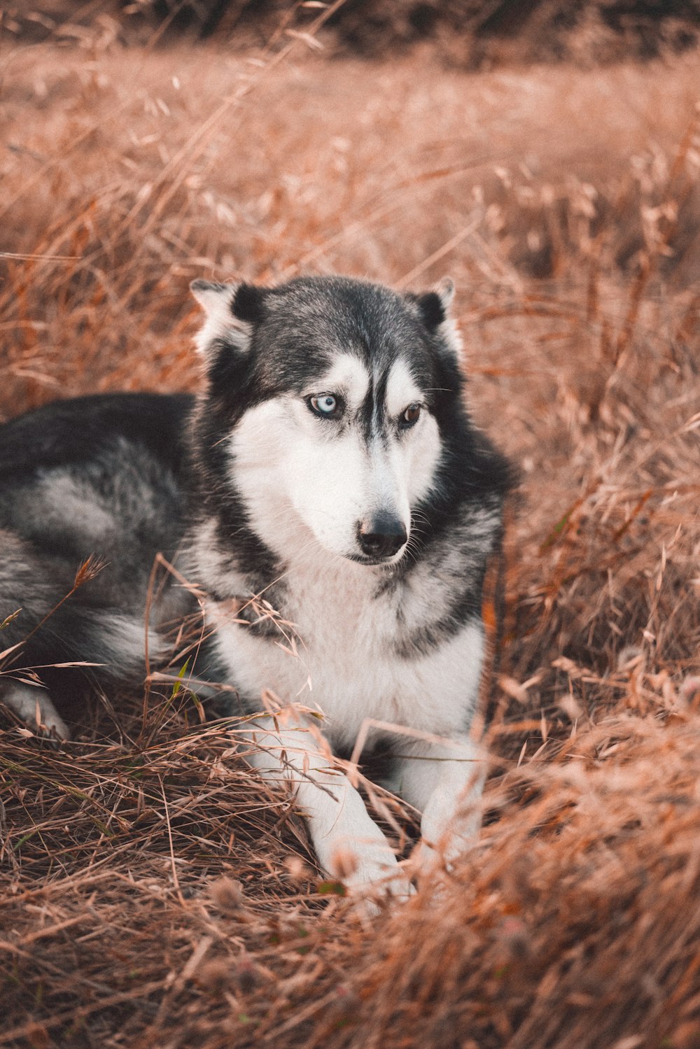 black and white siberian husky puppy on brown grass field during daytime