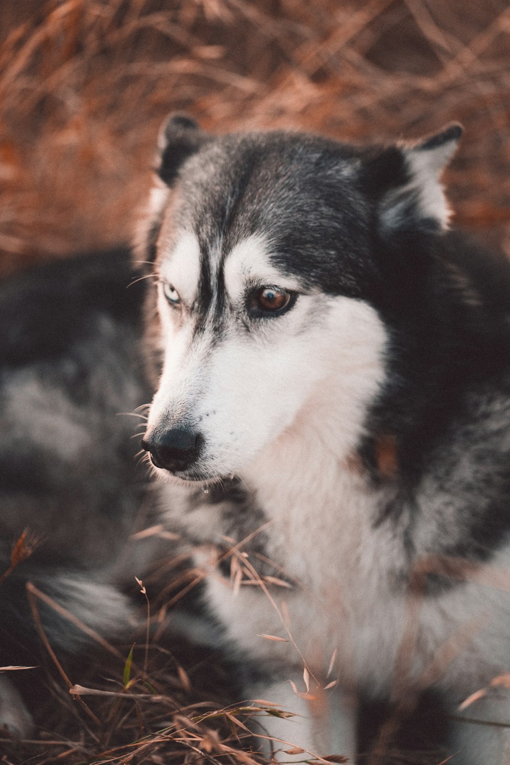 black and white siberian husky puppy