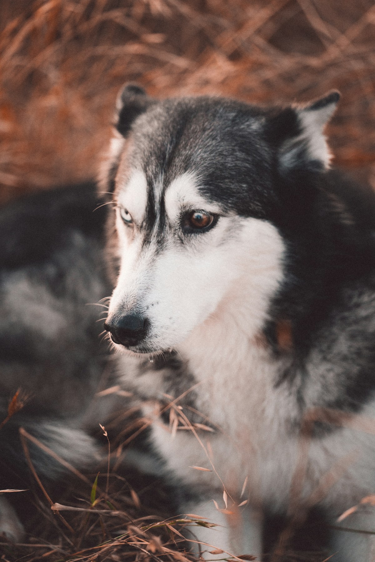 Husky Siberiano preto e branco de olhos castanhos