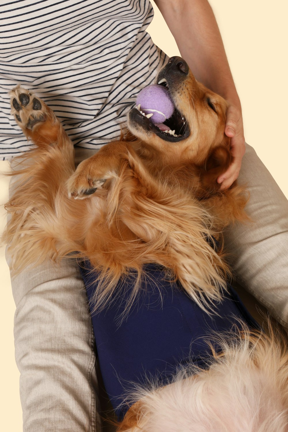 brown long coated dog lying on black and white textile