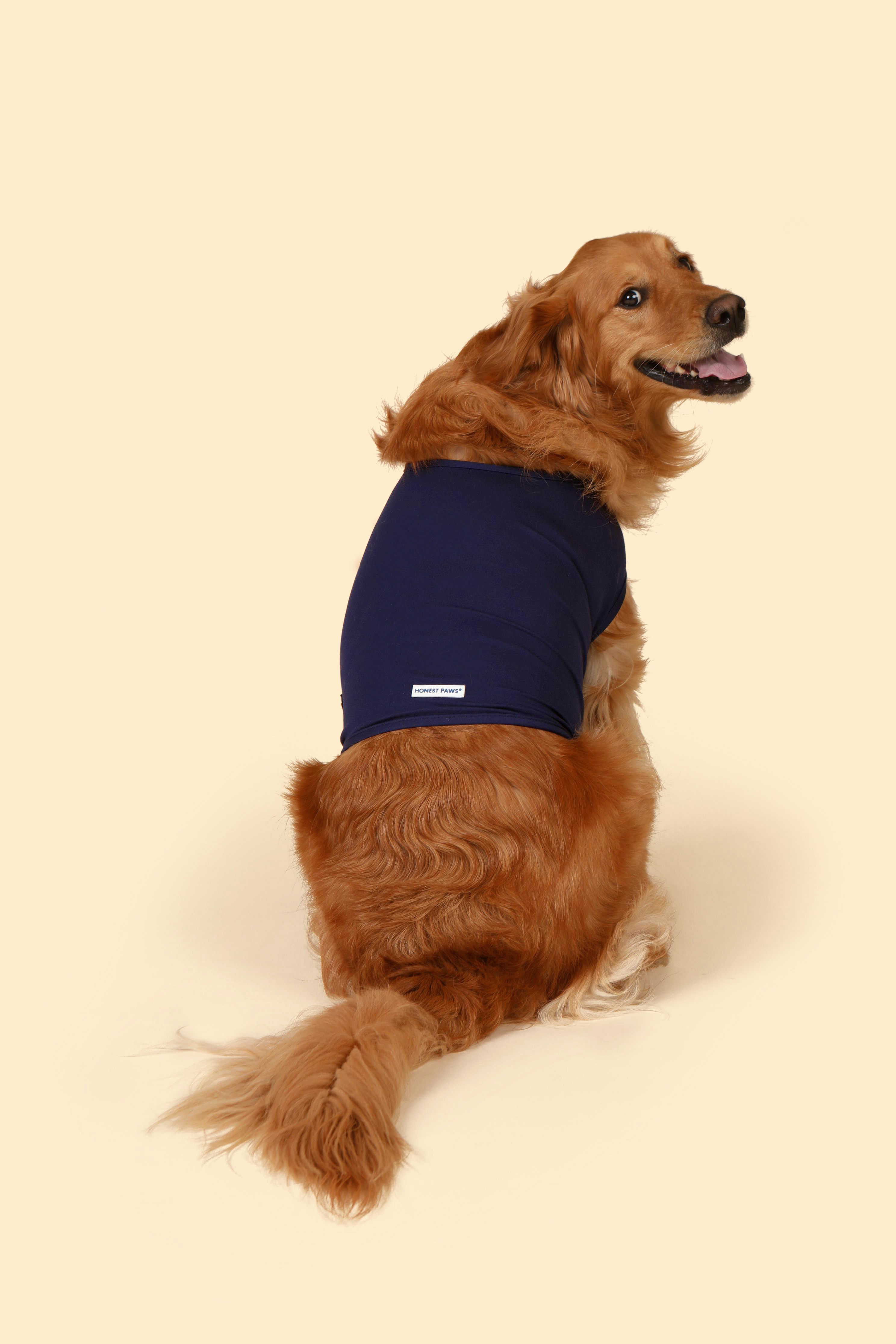 golden retriever tumbado en el suelo blanco