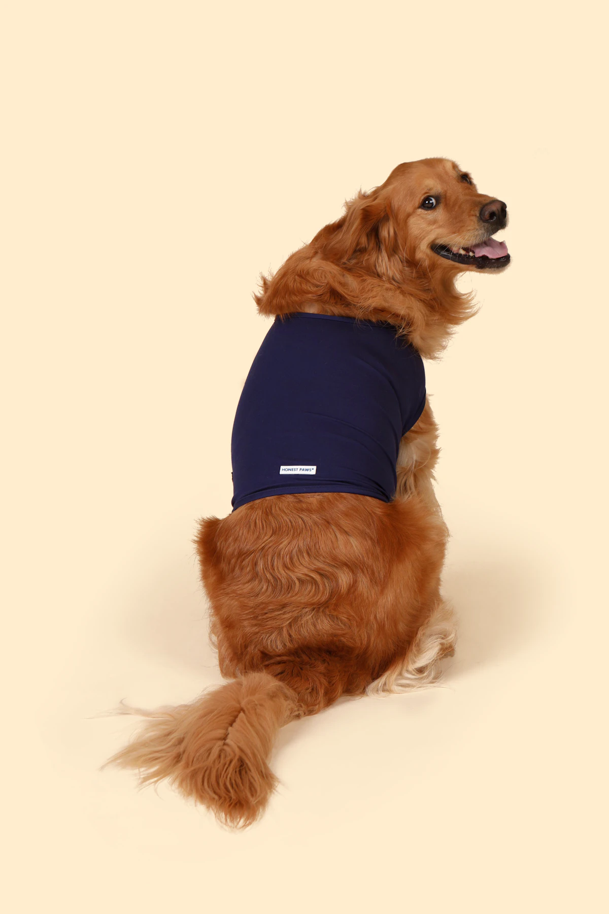A golden retriever sitting calmly while wearing a fitted navy working garment against a soft cream backdrop
