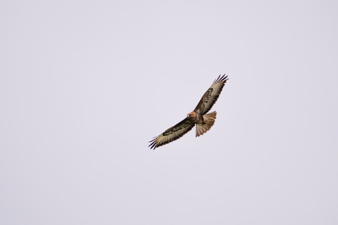 brown and white bird flying