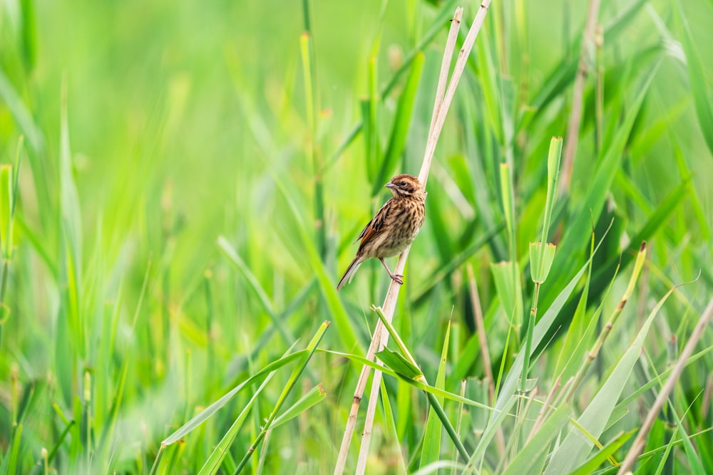 brown bird on green grass during daytime
