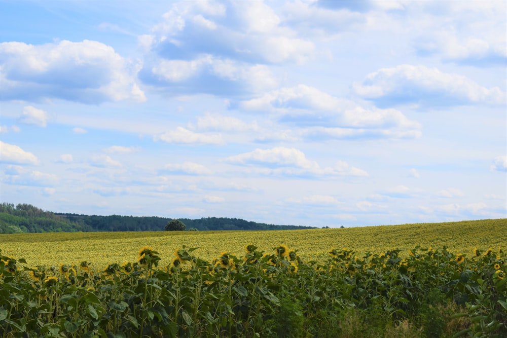 green grass field under blue sky during daytime