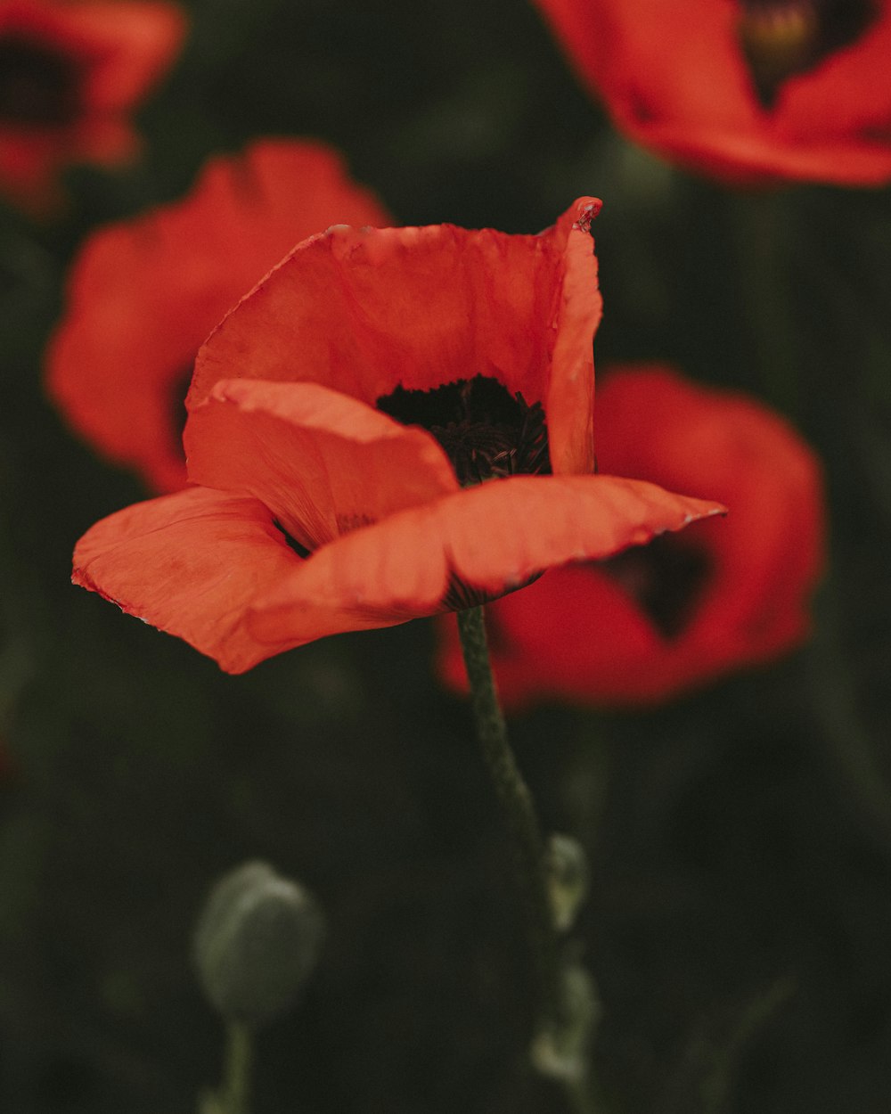 red flower in tilt shift lens