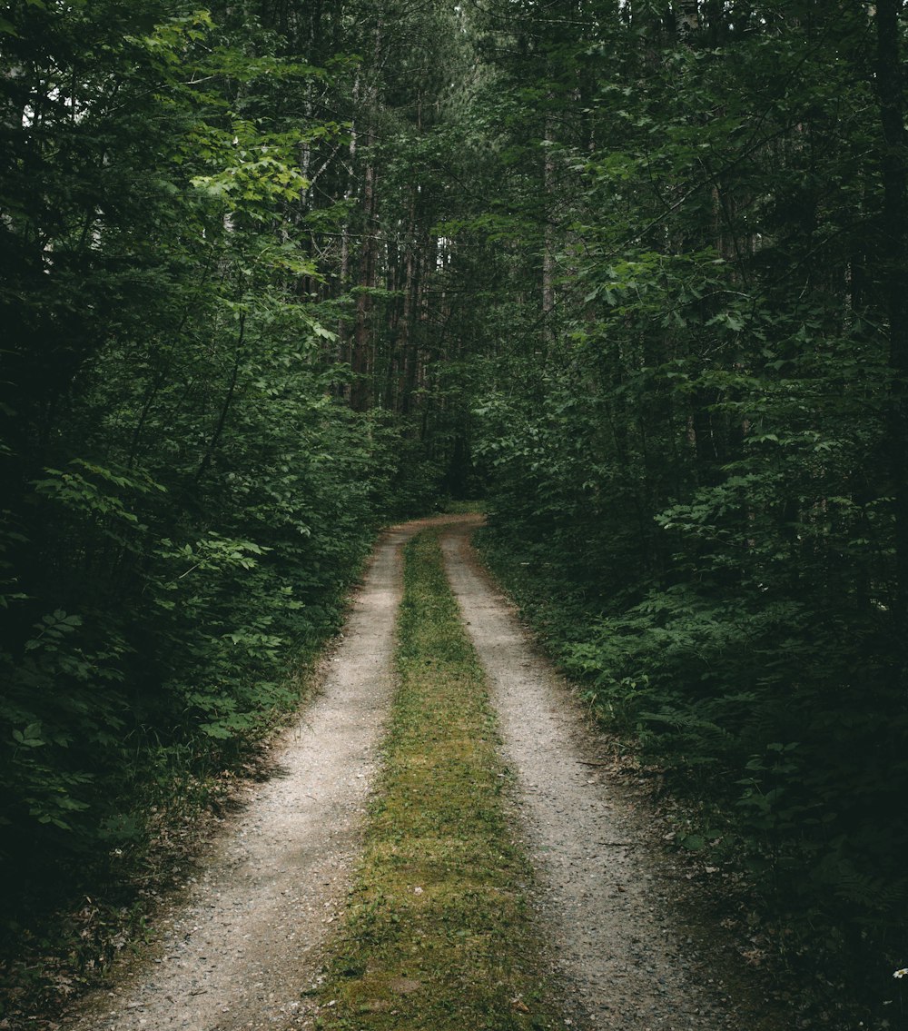 green trees on the forest