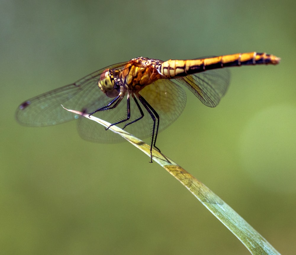 yellow and black dragonfly on brown stem in tilt shift lens