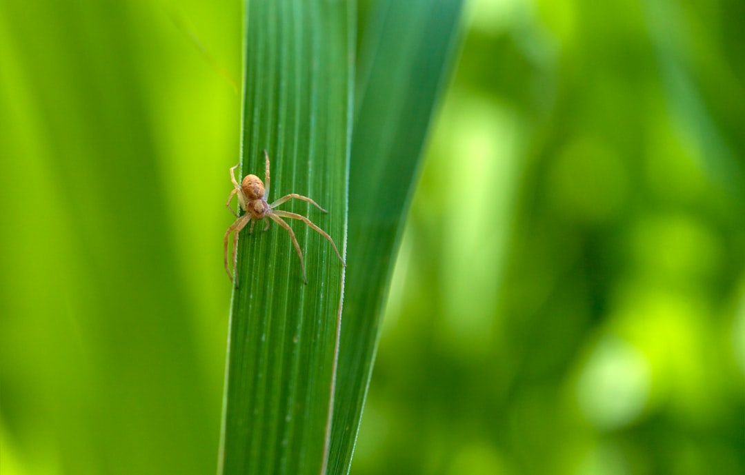 brown spider on green leaf