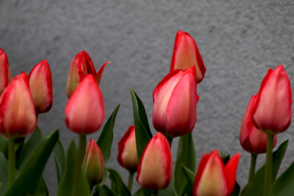 red and yellow tulips on gray concrete floor
