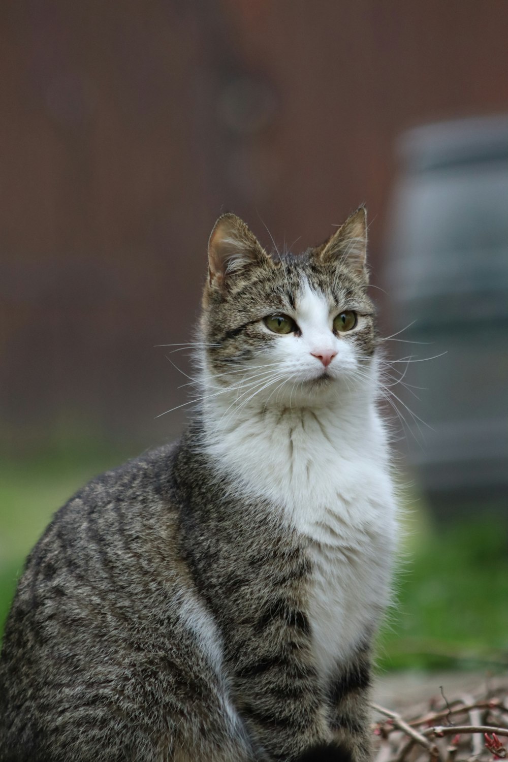 white and grey tabby cat
