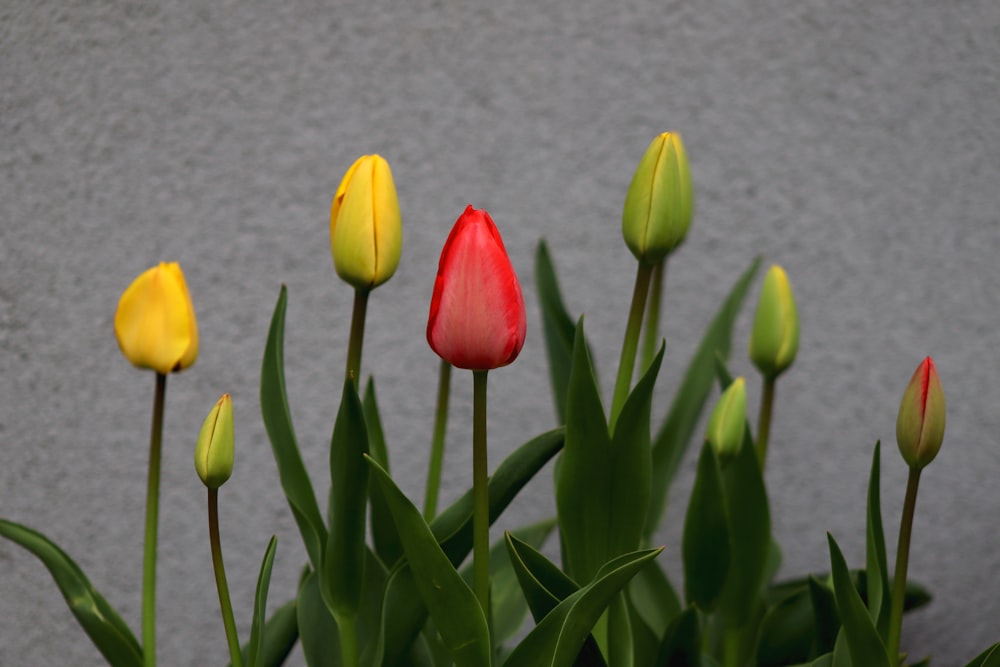 red and yellow tulips in bloom during daytime