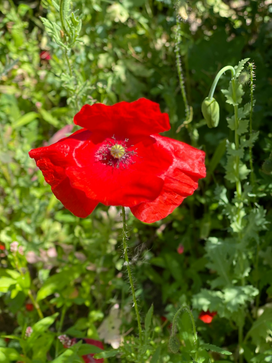 red flower with green leaves