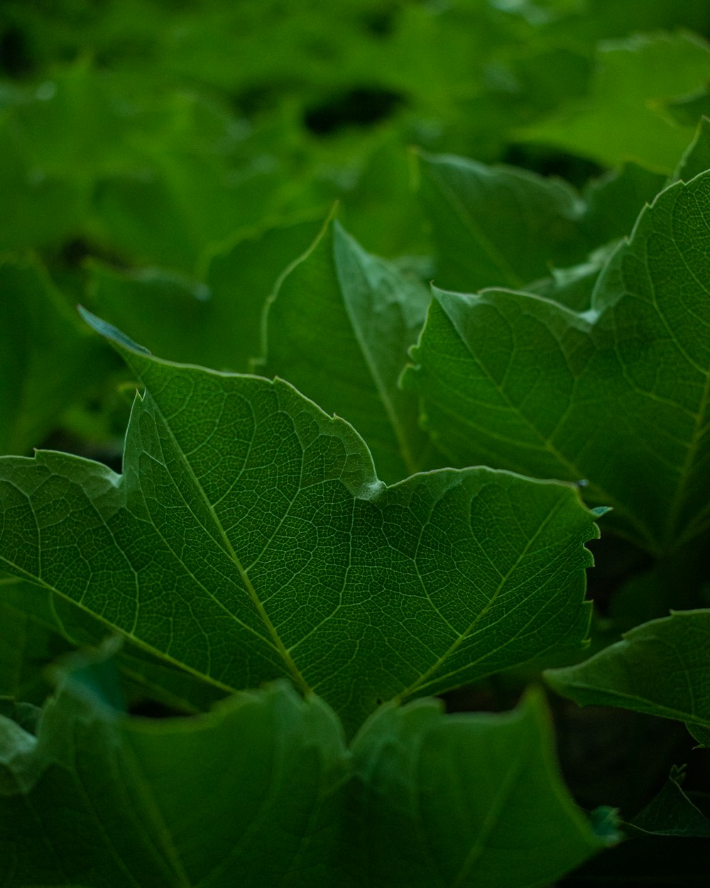 green leaf in macro shot