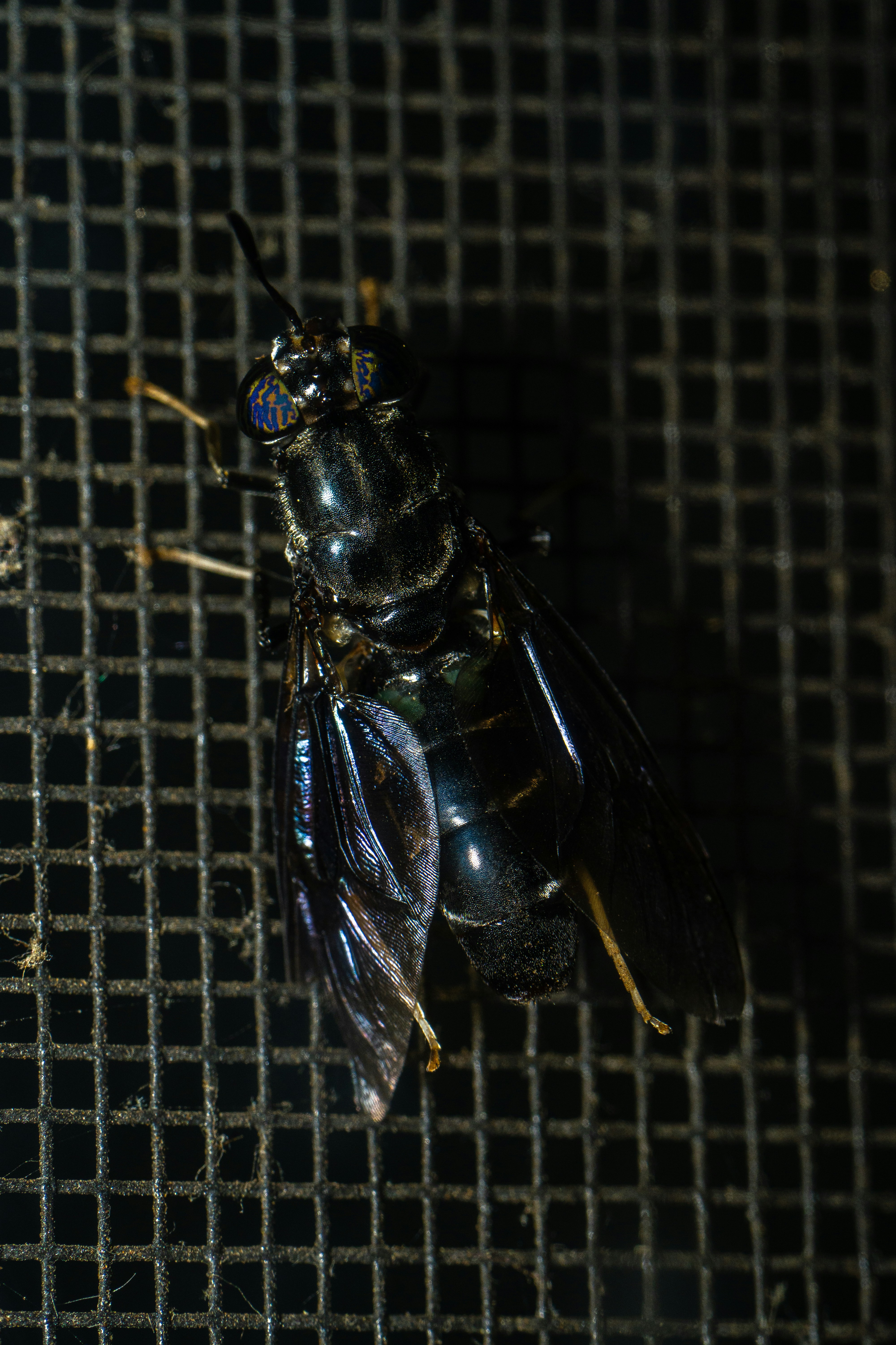 黒いネットに黒と黄色のハエの写真 Unsplashで見つける虫の無料写真