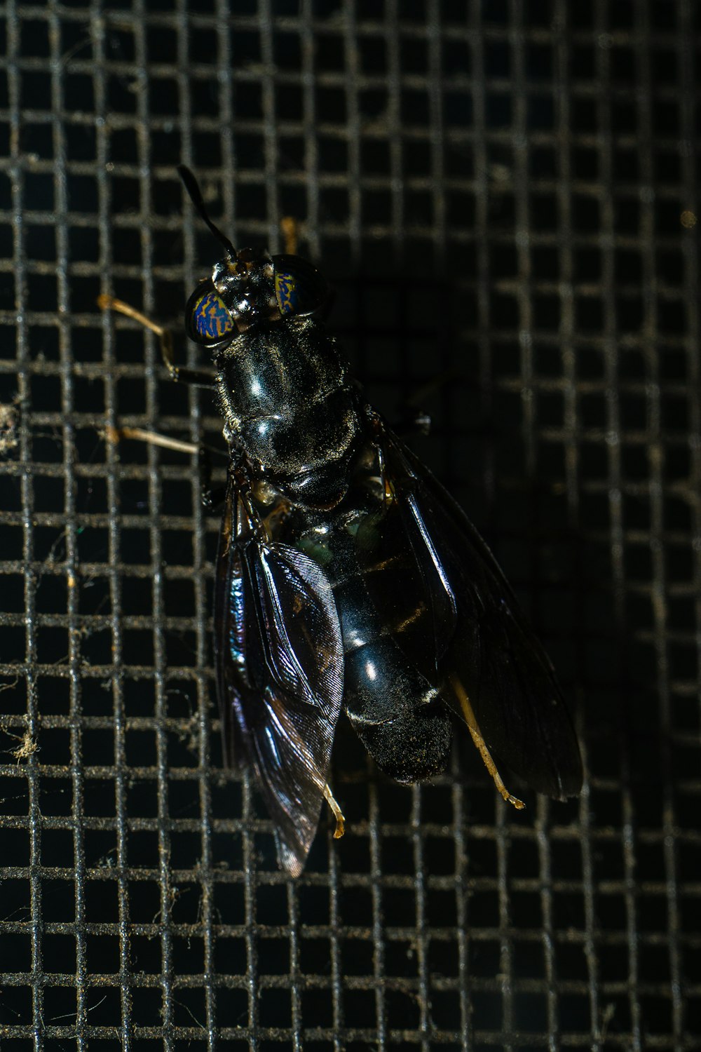 black and yellow fly on black net