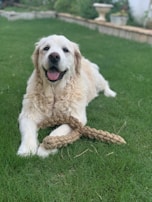 A happy dog playing with a chew toy made by Fabripets in a sunny garden.