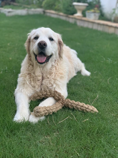 A joyful golden retriever playing with a colorful chew toy in a sunny backyard.