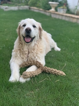 A happy, fluffy golden retriever lies on a lush green lawn while holding a braided rope toy with its front paws.