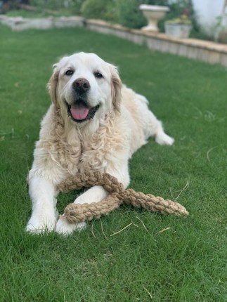 A happy, fluffy golden retriever lies on a lush green lawn while holding a braided rope toy with its front paws.