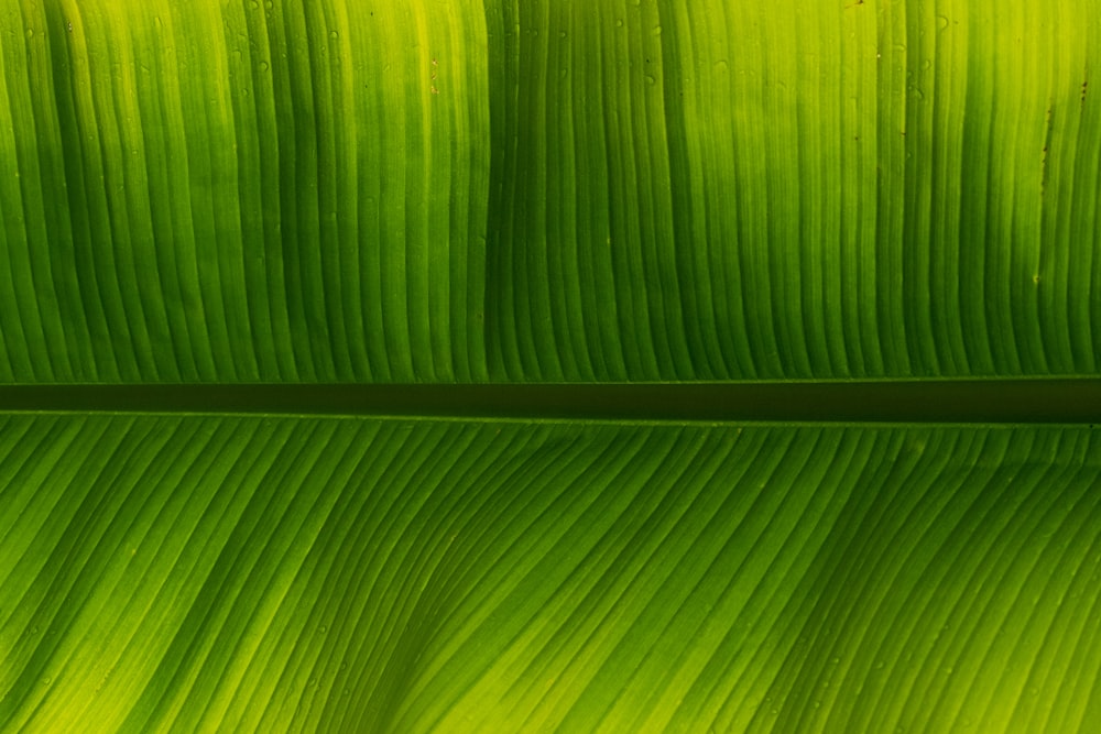 macro photography of green leaf