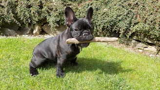 A serene outdoor setting with a French Bulldog playing in the grass.